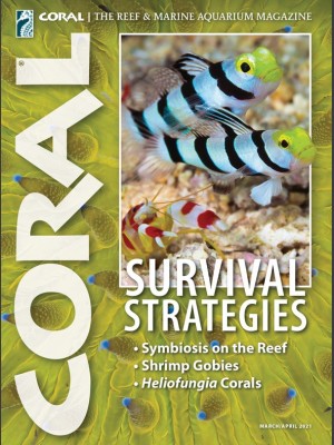 Survival Strategies