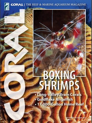 Boxing Shrimps