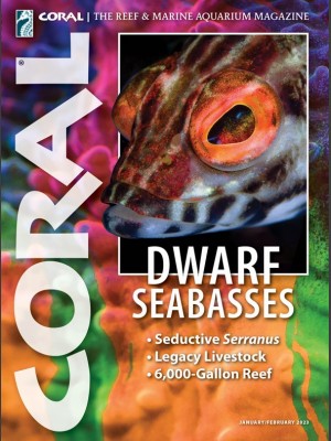 Dwarf Seabasses
