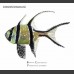 Banggai Cardinalfish (eBook)