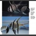 Banggai Cardinalfish (eBook)